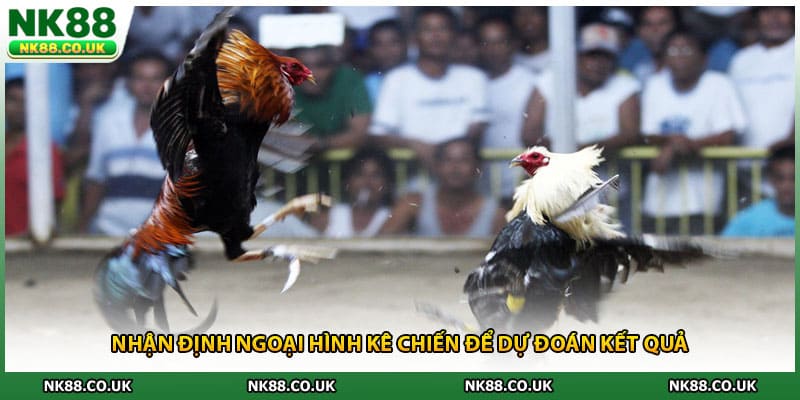 Nhận định ngoại hình kê chiến để dự đoán kết quả