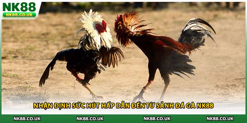 Nhận định sức hút hấp dẫn đến từ sảnh đá gà NK88