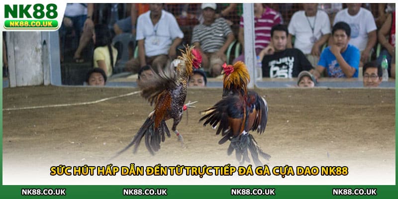 Sức hút hấp dẫn đến từ trực tiếp đá gà cựa dao NK88